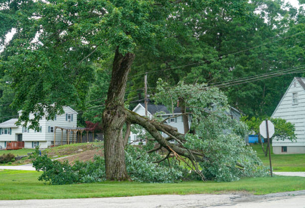 Best Tree Health Inspection  in Cannon Falls, MN