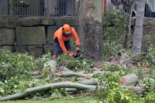 Why Choose Our Tree Removal Services in Cannon Falls, MN?